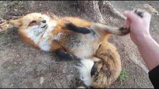Alice the fox. Help the fox with his morning exercises.