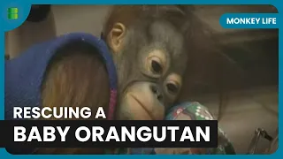 Rescuing a Baby Orangutan - Monkey Life - S01 EP03 - Documentary