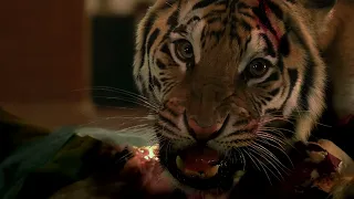 TIGER EATS JOHN - Burning Bright (2010)