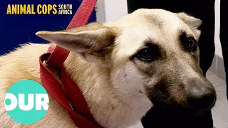 Animal Cops Rescued Dog Looks For A New Home | Animal Cops South Africa Ep15 | Our World