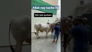 Sibi bail ki qurbani || big bull hit the man || Eid UL Adha 2023 || Angry bull Qurbani