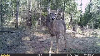 Trail Camera Vlog: Dec 2023- May 2024