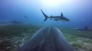 TIGER SHARK - SHARKFINCAM - ANDY BRANDY CASAGRANDE IV - ABC4EXPLORE