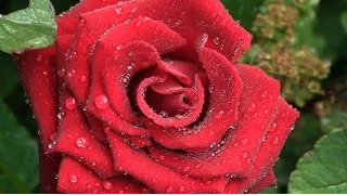 THE ROSE by Leann Rimes
