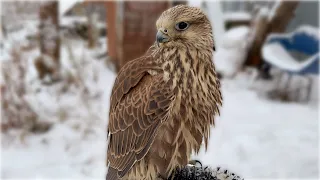 Сокол Впервые Увидел Снег / Время Сокола