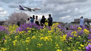 【さくらの山公園からの風景】桜、菜の花、飛行機のコラボ！【成田空港】/ Narita of Chiba,Japan / Scenery from Sakuranoyama Park