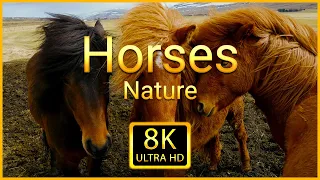 Horses 8K ULTRA HD - Compilation of Beautiful Horses Footage