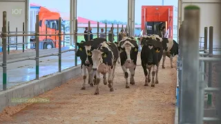 Молочное стадо ИП ГК(Ф)Х Зубарева Н.В. пополнили нетели из Рязани