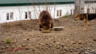 медведица пришла в гости покушать - 5.Камчатка,Россия(bear came to visit out - 5.Kamchatka, Russia)