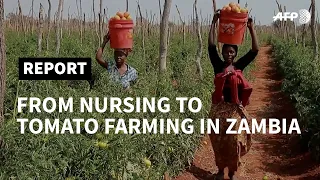 Zambia: "A labour of love" for accidental tomato farmer | AFP