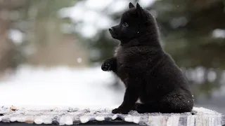 Щенки Шипперке Гуляют в 3 Месяца❄️🌨️