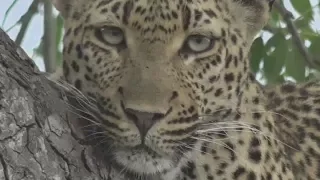 Safari Live : Xidulu Female Leopard still on her kill this afterrnoon Feb 16, 2018