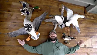 Waterfowl Taxidermy Collection!