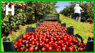 Amazing Cherry Farming – Cherries Harvested by Hand and By Machine – Cherry Processing In Factory