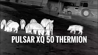 Pulsar XQ 50 Thermion Hog Hunting with Thermals