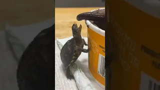 Tiny Turtle Tackles Huge Worm to Eat it - 1145350