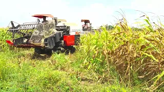 Amazing of corn cutting by harvester | Agriculture country [ 4K HDR ] #584 - CAM FARM