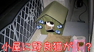 極寒の深夜にヒーターハウスを見たら野良猫さんが入っていた