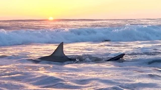 Shark Fishing with Lures from the Beach