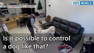 Is it possible to control a dog like that? (Dogs are incredible EP.109-1) | KBS WORLD TV 220119