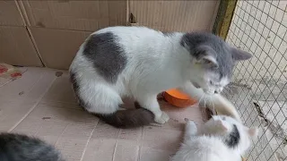 Mother Cat Attacking Her Own Kittens Not Allowing Them To Eat