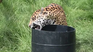 Jaguar Enrichment