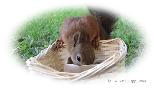 Забавные, русские белки. Funny Russian squirrels.