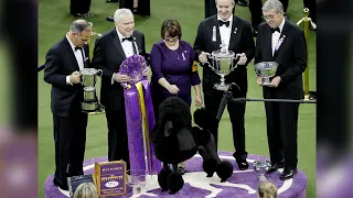 Poodle perfection: Siba wins best in show at Westminster