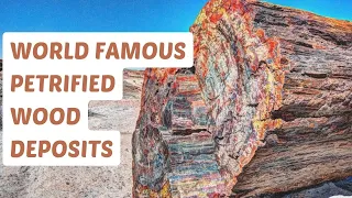 The Petrified Forest National Park in Arizona, USA: World-Renowned Petrified Wood Deposits