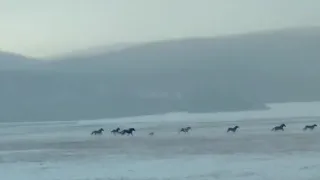 волки гонят табун лошадей в Тункинском районе Бурятии