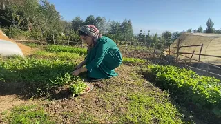 Village lifestyle in iran : daily life of iranian girl in the village and cooking chicken dishes