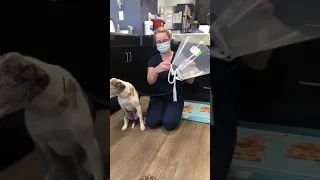 How to Apply a Clear Elizabethan Collar