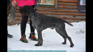 13 Воскресенская выставка 24.02.2023г.  Дратхаары