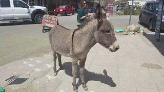 The Wild Burros of Oatman - FULL VIDEO TOUR (Oatman, Arizona)