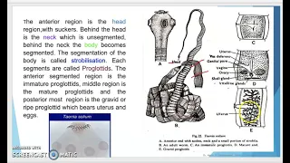 Phylum Platyhelminthes  Part 4 Class III   Cestoda Eg  Taenia solium