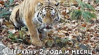 Шерхану 2 года и месяц