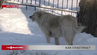Бездомные собаки напали на ребёнка в Иркутске