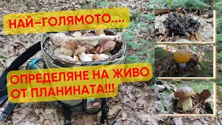 The biggest determination of mushrooms live from the mountain !!! 30 types from the Rhodopes.