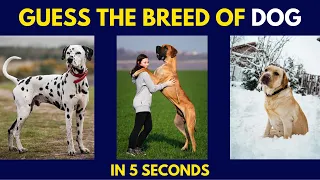 GUESS THE DOG BREED || EASY, MEDIUM, HARD, IMPOSSIBLE || DOGS EDITION