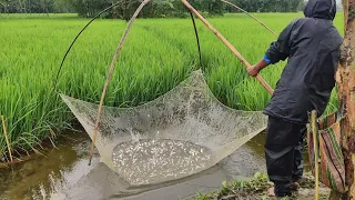 Best Fishing in Rainy Day | Huge Country Fish Catching in Flooded Rice Field After Heavy Rain