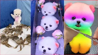 Tik Tok Chó Phốc Sóc Mini 😍 Funny and Cute Pomeranian #68