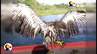 Drowning Baby Eagle Rescued by Awesome Guys | The Dodo