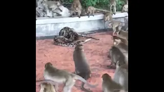 Monkey vs Python #viral