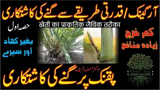 How to Grow Organic Sugarcane on PQNK Part 1 - How to Grow Sugarcane from Cuttings - Kheti Jog