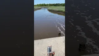 Dolphin stranded in Jersey Shore creek