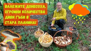 Валежите донесоха, огромни количества #диви #гъби в Стара #планина !