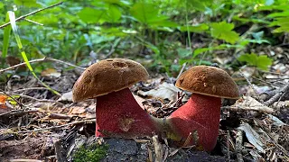 БОМБА - а не ТИХАЯ ОХОТА! РАЙ ГРИБНИКА 🍄❤️