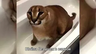 Все виды шлёп (шлёп)