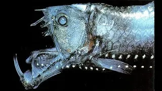 Viperfish - Deepsea Oddities