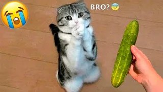 Funniest Dogs and Cats 😺🐶 Funny Animals 2023 😂 Part 109